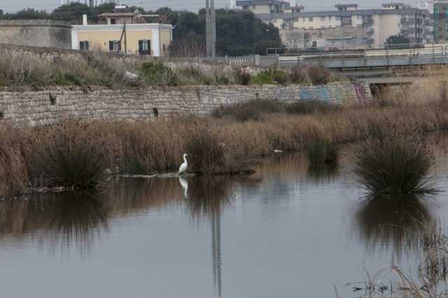 Laghetti, uccelli e natura selvaggia: a Bari c'� il sorprendente Canalone di Japigia